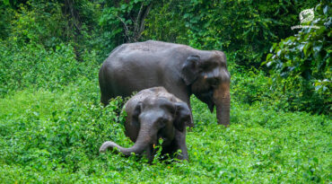 ‘เศรษฐกิจฐานราก’ โจทย์ใหญ่การอยู่ร่วมกันระหว่างคนกับช้างบนผืนดินเดียวกัน