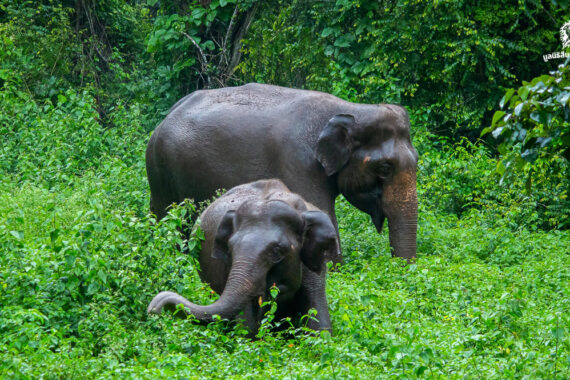 ‘เศรษฐกิจฐานราก’ โจทย์ใหญ่การอยู่ร่วมกันระหว่างคนกับช้างบนผืนดินเดียวกัน