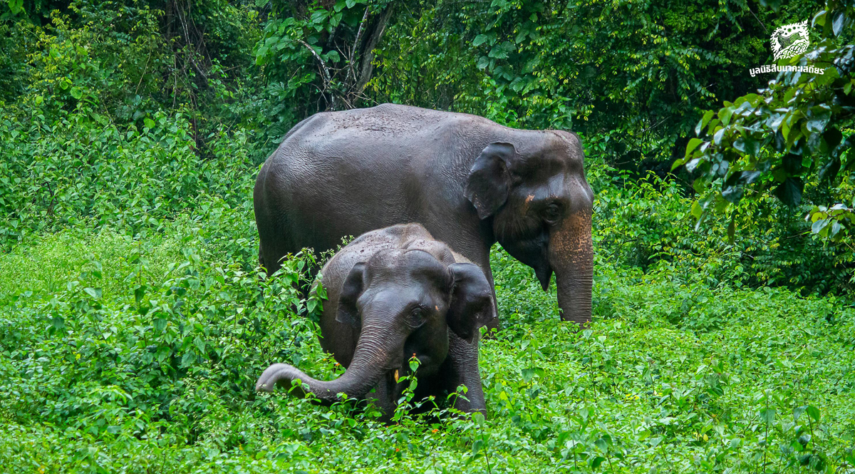 ‘เศรษฐกิจฐานราก’ โจทย์ใหญ่การอยู่ร่วมกันระหว่างคนกับช้างบนผืนดินเดียวกัน