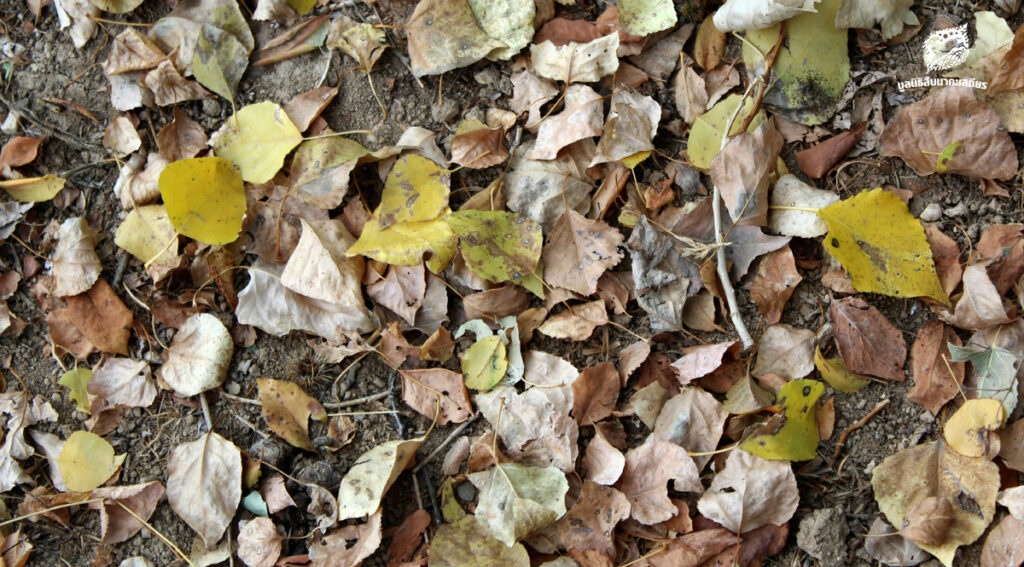 เปลี่ยนไฟป่าให้เป็นแผนป้องกัน แผนจัดการเชื้อเพลิงในผืนป่าตะวันตก เพื่อปกป้องมรดกโลกและลมหายใจของเรา