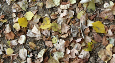 เปลี่ยนไฟป่าให้เป็นแผนป้องกัน แผนจัดการเชื้อเพลิงในผืนป่าตะวันตก เพื่อปกป้องมรดกโลกและลมหายใจของเรา