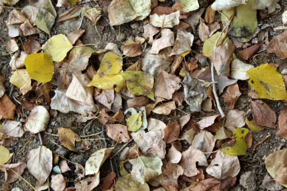 เปลี่ยนไฟป่าให้เป็นแผนป้องกัน แผนจัดการเชื้อเพลิงในผืนป่าตะวันตก เพื่อปกป้องมรดกโลกและลมหายใจของเรา