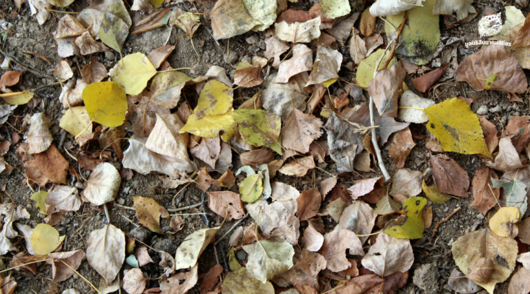 เปลี่ยนไฟป่าให้เป็นแผนป้องกัน แผนจัดการเชื้อเพลิงในผืนป่าตะวันตก เพื่อปกป้องมรดกโลกและลมหายใจของเรา