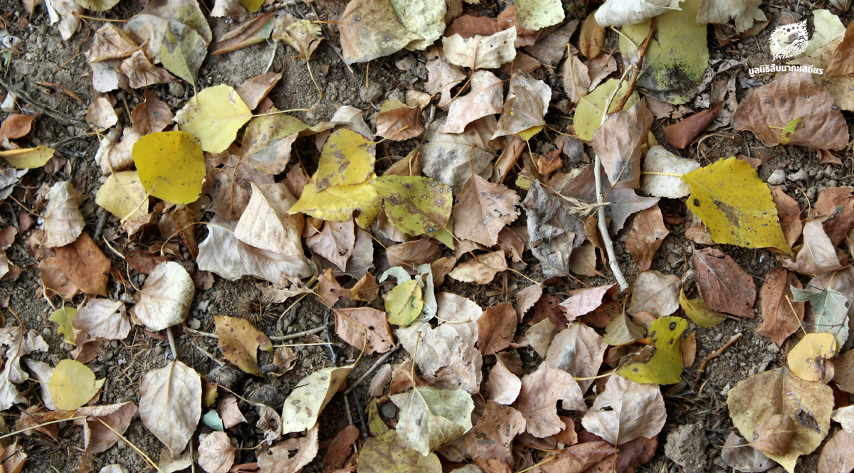 เปลี่ยนไฟป่าให้เป็นแผนป้องกัน แผนจัดการเชื้อเพลิงในผืนป่าตะวันตก เพื่อปกป้องมรดกโลกและลมหายใจของเรา