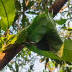 จากการเก็บหาสู่การดูแล เรื่องเล่าของ ‘ไข่มดแดง’ ในป่าชุมชนบ้านคลองห้วยหวาย