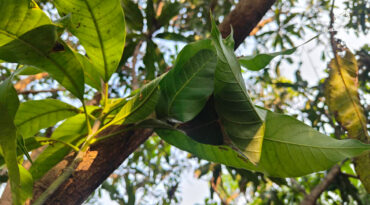 จากการเก็บหาสู่การดูแล เรื่องเล่าของ ‘ไข่มดแดง’ ในป่าชุมชนบ้านคลองห้วยหวาย