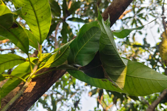 จากการเก็บหาสู่การดูแล เรื่องเล่าของ ‘ไข่มดแดง’ ในป่าชุมชนบ้านคลองห้วยหวาย