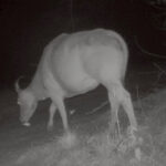 กล้องดักถ่ายภาพสัตว์ป่า ดวงตาแห่งพงไพร (ตอนที่ 2 หลักฐานของการมีอยู่)