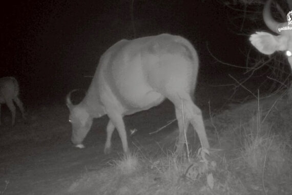 กล้องดักถ่ายภาพสัตว์ป่า ดวงตาแห่งพงไพร (ตอนที่ 2 หลักฐานของการมีอยู่)