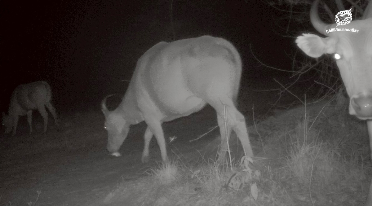 กล้องดักถ่ายภาพสัตว์ป่า ดวงตาแห่งพงไพร (ตอนที่ 2 หลักฐานของการมีอยู่)