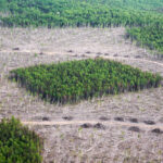 จากผืนป่าที่เชื่อมต่อกัน สู่หย่อมป่าที่โดดเดี่ยว การเปลี่ยนแปลงเล็กๆ ของพื้นที่ ที่นำไปสู่การสูญเสียชีวิตทั้งระบบ