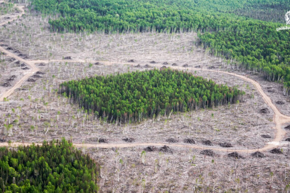 จากผืนป่าที่เชื่อมต่อกัน สู่หย่อมป่าที่โดดเดี่ยว การเปลี่ยนแปลงเล็กๆ ของพื้นที่ ที่นำไปสู่การสูญเสียชีวิตทั้งระบบ