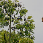 ค้างคาว ผู้พิทักษ์ระบบนิเวศยามราตรี