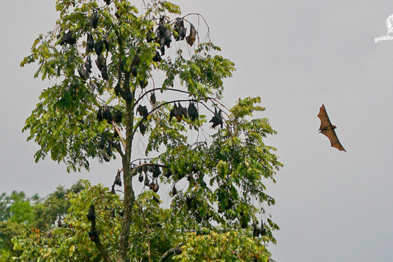 ค้างคาว ผู้พิทักษ์ระบบนิเวศยามราตรี