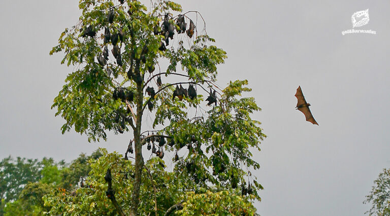 ค้างคาว ผู้พิทักษ์ระบบนิเวศยามราตรี