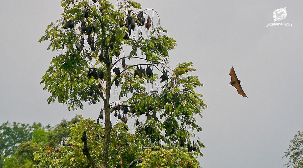 ค้างคาว ผู้พิทักษ์ระบบนิเวศยามราตรี