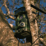 กล้องดักถ่ายภาพสัตว์ป่า ดวงตาแห่งพงไพร (ตอนที่ 1 วิวัฒนาการ)