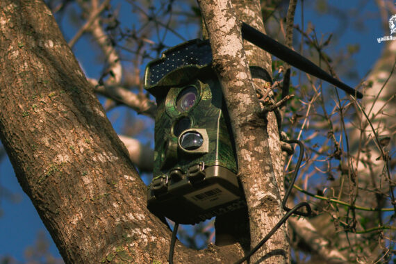 กล้องดักถ่ายภาพสัตว์ป่า ดวงตาแห่งพงไพร (ตอนที่ 1 วิวัฒนาการ)