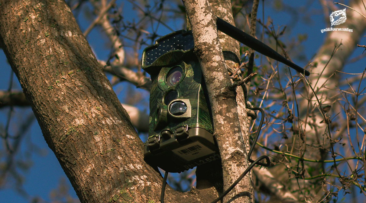 กล้องดักถ่ายภาพสัตว์ป่า ดวงตาแห่งพงไพร (ตอนที่ 1 วิวัฒนาการ)