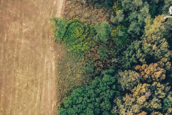 10 ปัจจัยที่อาจเปลี่ยนแปลงอนาคตของป่าไม้ทั่วโลก