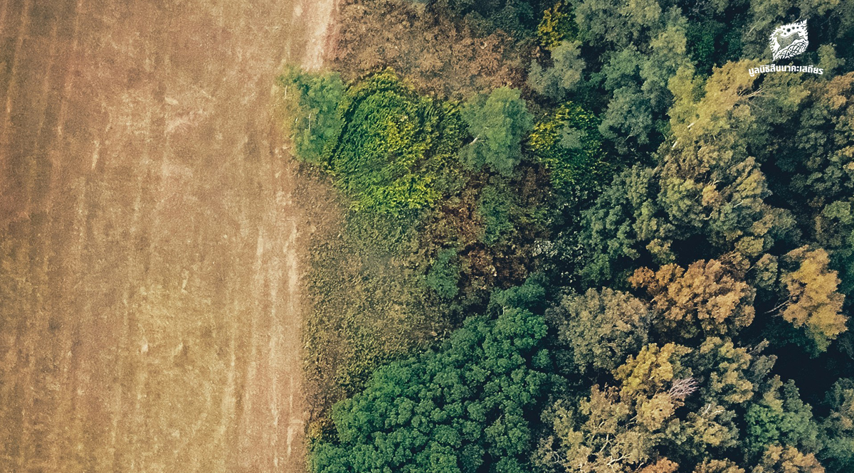 10 ปัจจัยที่อาจเปลี่ยนแปลงอนาคตของป่าไม้ทั่วโลก