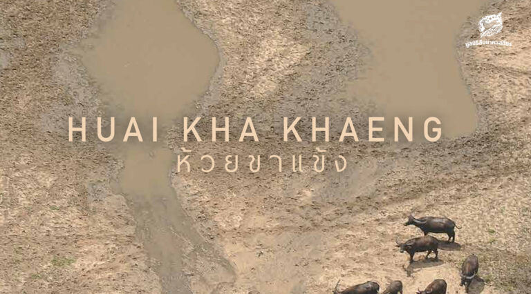 หนังสือ 50 ปี เขตรักษาพันธุ์สัตว์ป่าห้วยขาแข้ง ประวัติศาสตร์สู่อนาคต