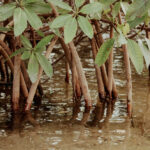 วันป่าชุมชนชายเลนไทย จากวิกฤตการณ์ความเสื่อมโทรมสู่การสร้างความยั่งยืนผ่านกลไกป่าชุมชน