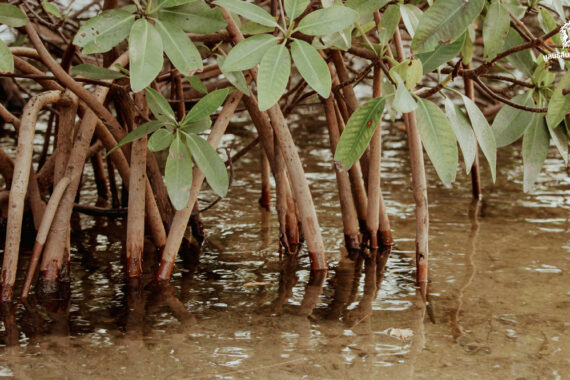 วันป่าชุมชนชายเลนไทย จากวิกฤตการณ์ความเสื่อมโทรมสู่การสร้างความยั่งยืนผ่านกลไกป่าชุมชน