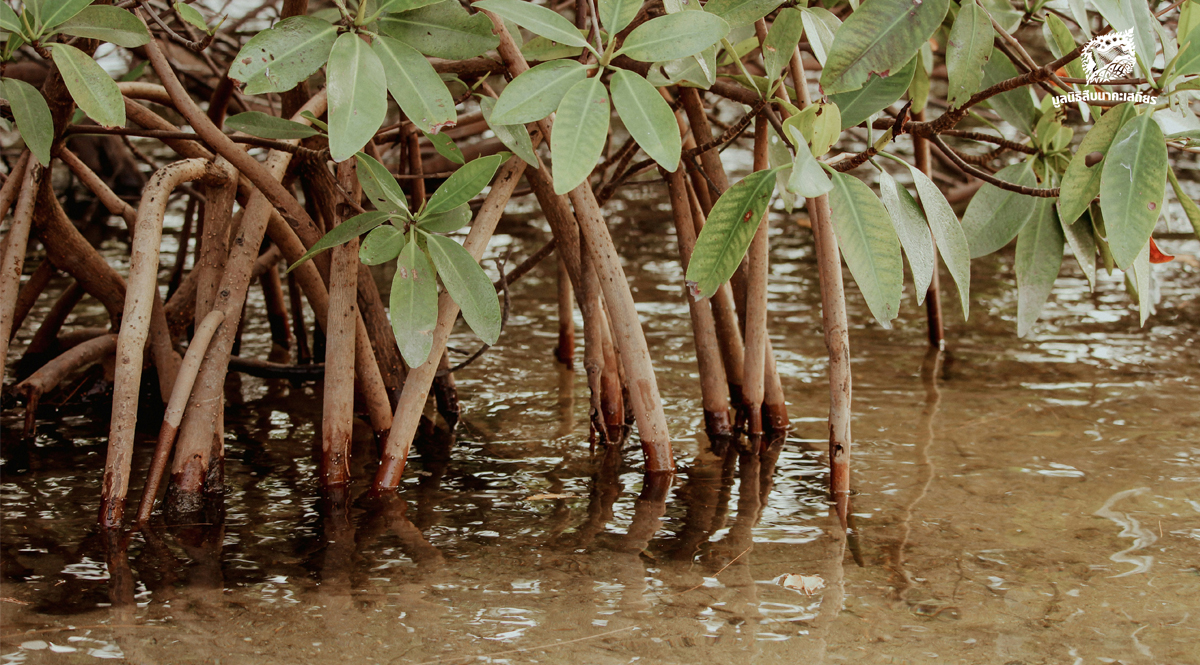 วันป่าชุมชนชายเลนไทย จากวิกฤตการณ์ความเสื่อมโทรมสู่การสร้างความยั่งยืนผ่านกลไกป่าชุมชน