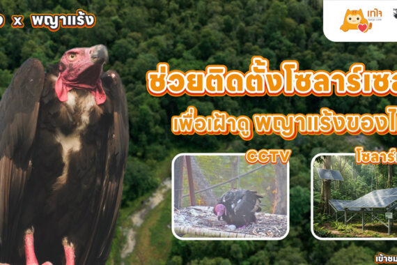 โครงการระดมทุนติดตั้งระบบพลังงานแสงอาทิตย์ เพื่อฟื้นฟู ‘พญาแร้ง’ สัตว์ป่าใกล้สูญพันธุ์ของประเทศไทย