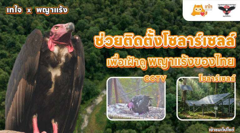 โครงการระดมทุนติดตั้งระบบพลังงานแสงอาทิตย์ เพื่อฟื้นฟู ‘พญาแร้ง’ สัตว์ป่าใกล้สูญพันธุ์ของประเทศไทย