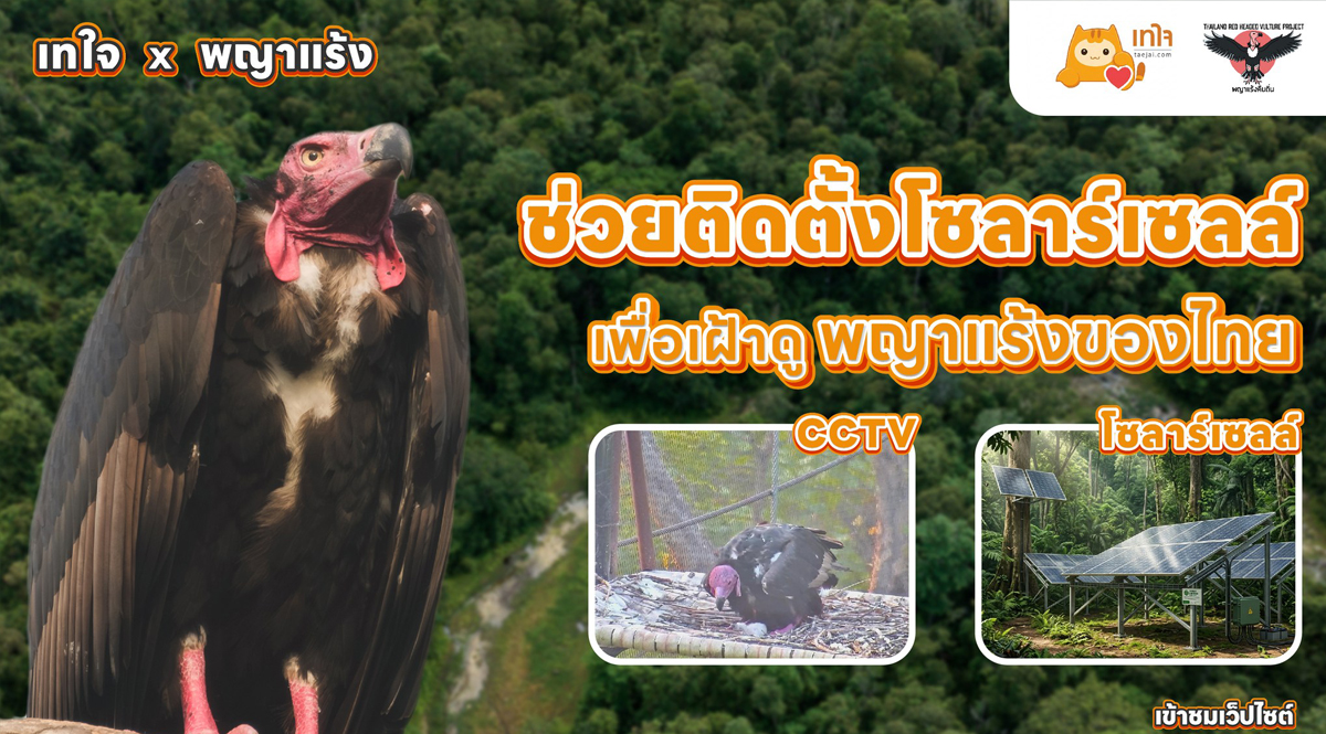 โครงการระดมทุนติดตั้งระบบพลังงานแสงอาทิตย์ เพื่อฟื้นฟู ‘พญาแร้ง’ สัตว์ป่าใกล้สูญพันธุ์ของประเทศไทย