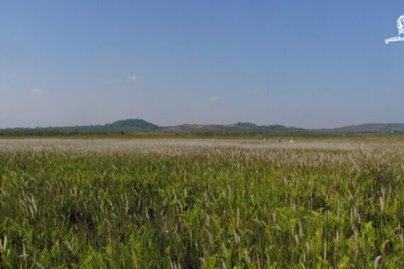 เสวนา เวียงหนองหล่ม ความสำคัญของพื้นที่ชุ่มน้ำ