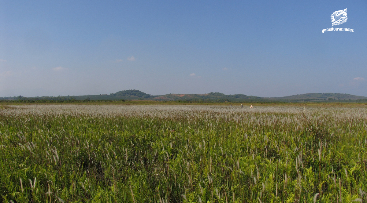 เสวนา เวียงหนองหล่ม ความสำคัญของพื้นที่ชุ่มน้ำ