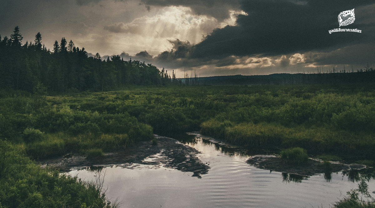 ระบบนิเวศที่กำลังจะหายไป ทำไมประเทศไทยต้องมี พ.ร.บ.พื้นที่ชุ่มน้ำ