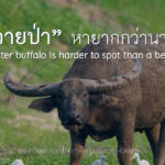วันอนุรักษ์ควายไทย ลมหายใจสุดท้ายของควายป่าไทย และความหวังที่เราต้องร่วมกันรักษา