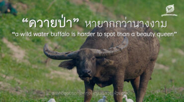 วันอนุรักษ์ควายไทย ลมหายใจสุดท้ายของควายป่าไทย และความหวังที่เราต้องร่วมกันรักษา
