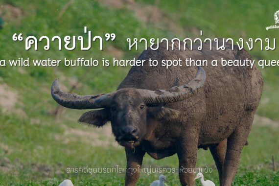 วันอนุรักษ์ควายไทย ลมหายใจสุดท้ายของควายป่าไทย และความหวังที่เราต้องร่วมกันรักษา