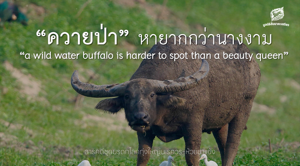 วันอนุรักษ์ควายไทย ลมหายใจสุดท้ายของควายป่าไทย และความหวังที่เราต้องร่วมกันรักษา