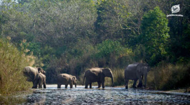 เส้นทางที่ธรรมชาติต้องการ ความหมายและเป้าหมายของแนวเชื่อมป่าในการอนุรักษ์สัตว์ป่า