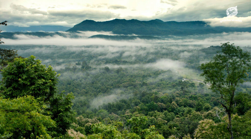 สถานการณ์ป่าไม้ และรูปแบบการเปลี่ยนแปลงสภาพพื้นที่ พ.ศ. 2568