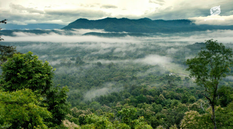 สถานการณ์ป่าไม้ และรูปแบบการเปลี่ยนแปลงสภาพพื้นที่ พ.ศ. 2568