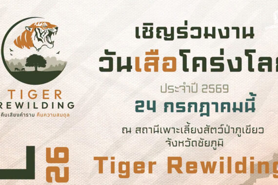 วันเสือโคร่งโลก ประจำปี 2569 Tiger Rewilding : คืนเสียงคำราม คืนความสมดุล
