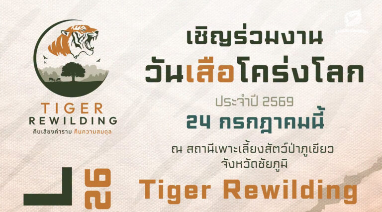 วันเสือโคร่งโลก ประจำปี 2569 Tiger Rewilding : คืนเสียงคำราม คืนความสมดุล