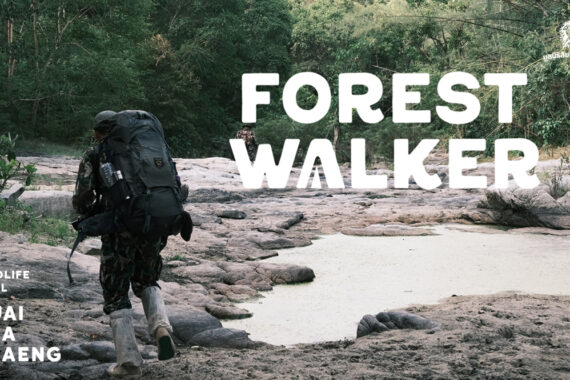 บทบันทึกจากผู้เข้าร่วมกิจกรรม Forest Walker 02 – The Wildlife Trail ณ เขตรักษาพันธุ์สัตว์ป่าห้วยขาแข้ง