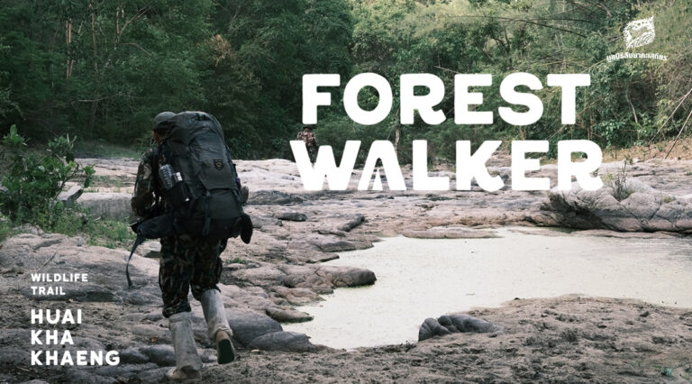 บทบันทึกจากผู้เข้าร่วมกิจกรรม Forest Walker 02 - The Wildlife Trail ณ เขตรักษาพันธุ์สัตว์ป่าห้วยขาแข้ง