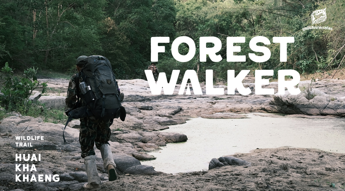 บทบันทึกจากผู้เข้าร่วมกิจกรรม Forest Walker 02 – The Wildlife Trail ณ เขตรักษาพันธุ์สัตว์ป่าห้วยขาแข้ง