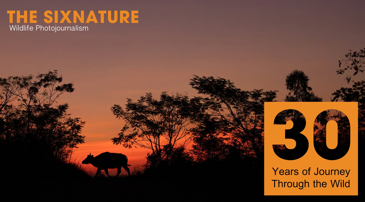 นิทรรศการภาพถ่ายสัตว์ป่าและธรรมชาติ The SixNature : Wildlife Photojournalism 30 Years of Journey Through the Wild